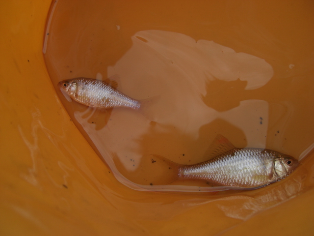新潟でタナゴ釣り としぼー S Diary