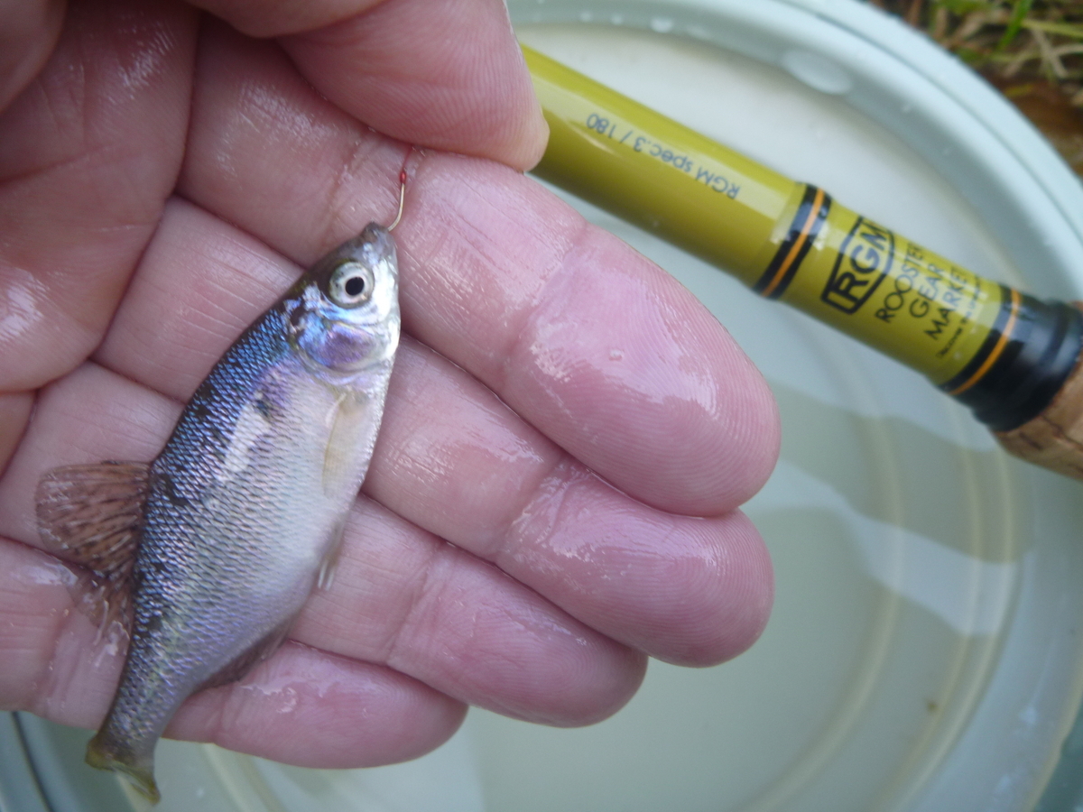 希少本！古本　西東社　Fishing「タナゴ」釣り　昭和40年12月10日発行 希少本！古本 西東社 Fishing「タナゴ」釣り 昭和40年12月10日