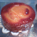f:id:ta-nuki:20080502201238p:image:left