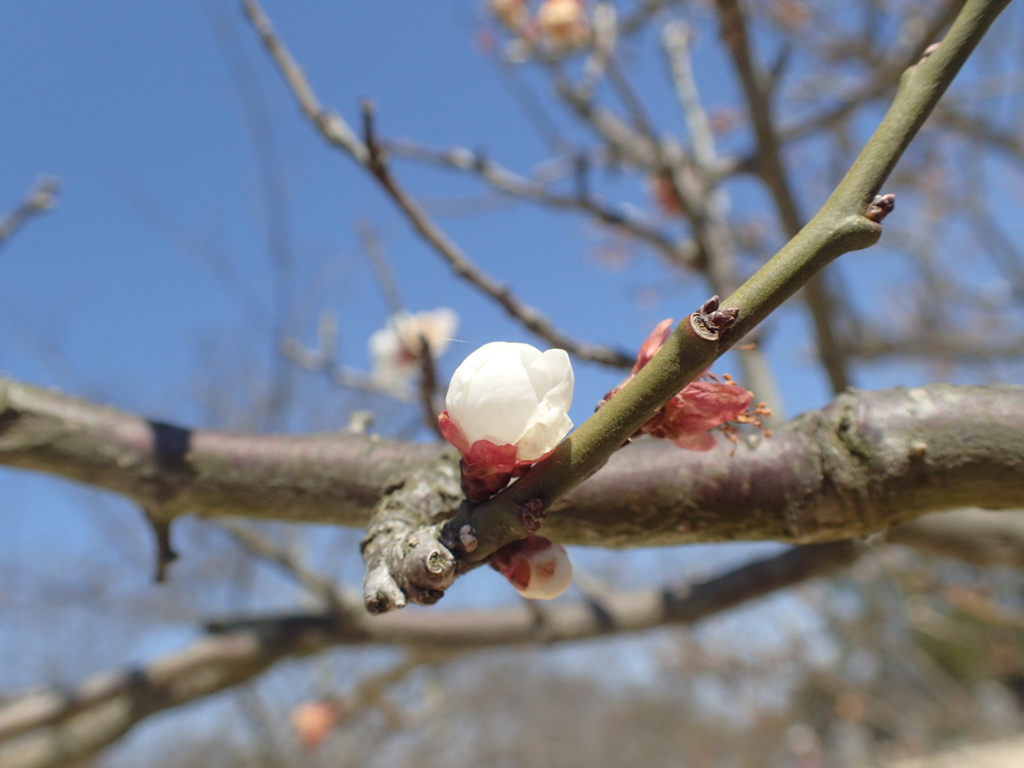 f:id:ta-nyanXP:20170521222253j:plain