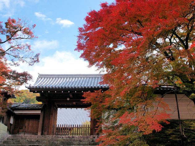 京都 紅葉100シリーズ 紅葉の参道 曼殊院門跡 No 73 京都ぶらり女の一人旅