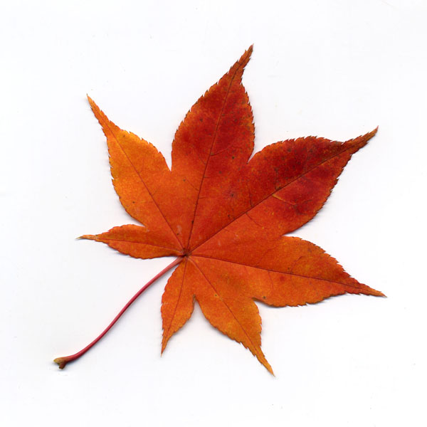 紅葉の葉っぱページ 京都 紅葉シリーズ モミジ（紅葉） - 京の一枚