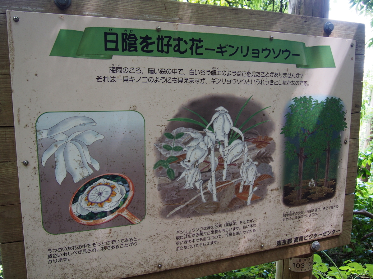 高尾 高尾山 京王ライナーで行く 息子と初夏の虫探し ようこそ スラ男村 高尾 高尾山 京王ライナーで行く 息子と初夏の虫探し ようこそ スラ男村