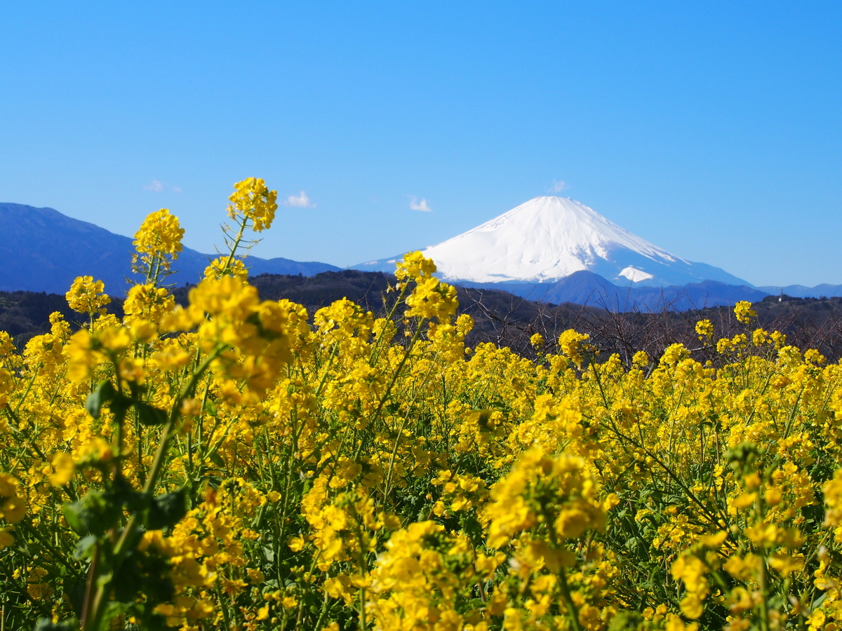 神奈川】吾妻山公園 富士と海と菜の花と、絶景の家族ハイク - ようこそ