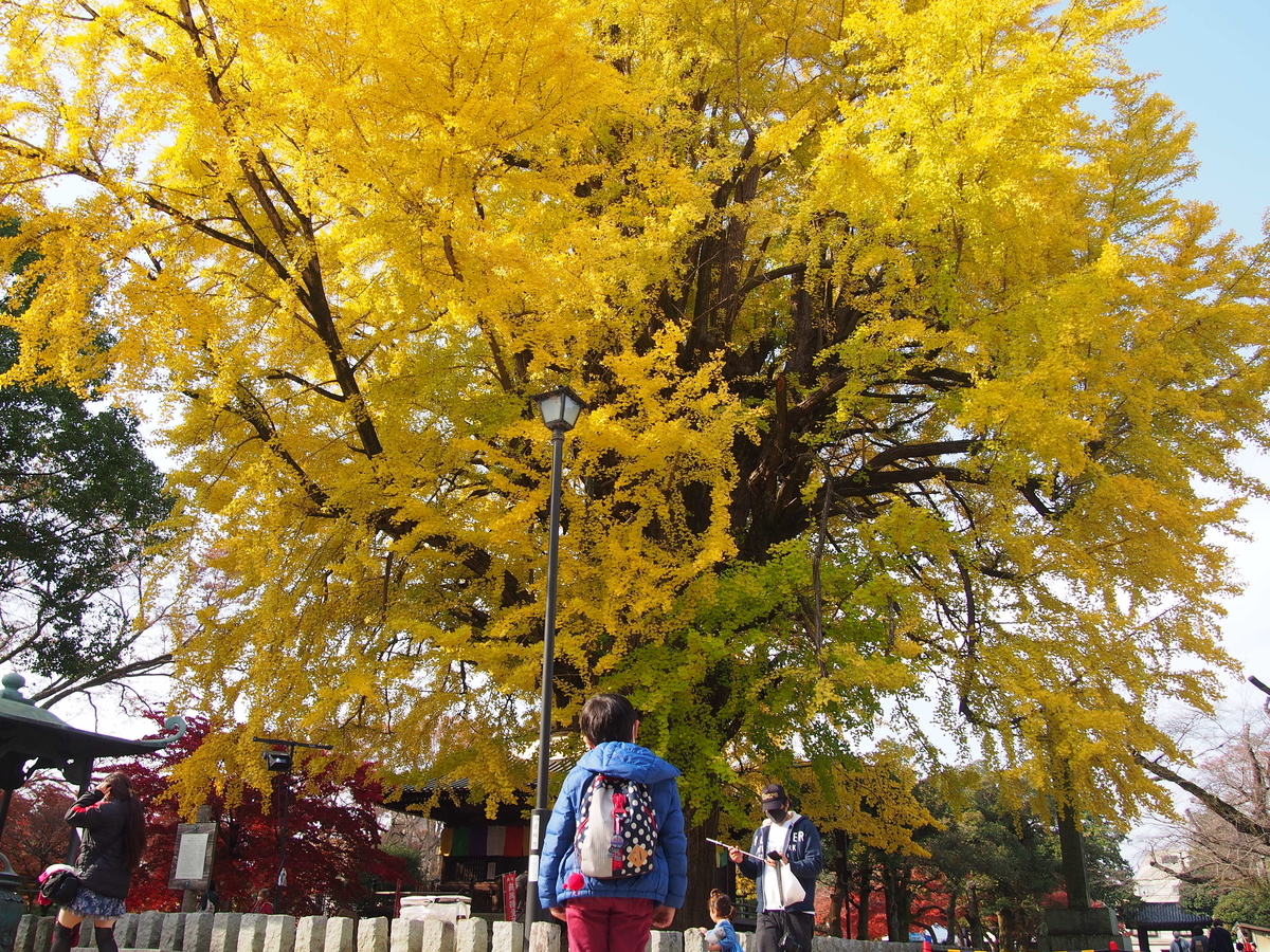 【中古】 播磨ハイキングを楽しむ 植物群生地、渓谷、城跡、低山、里山、公園をめぐる/牧歌舎/柴田泰典 中古】 播磨ハイキングを楽しむ 植物群生地、渓谷、城跡、低山