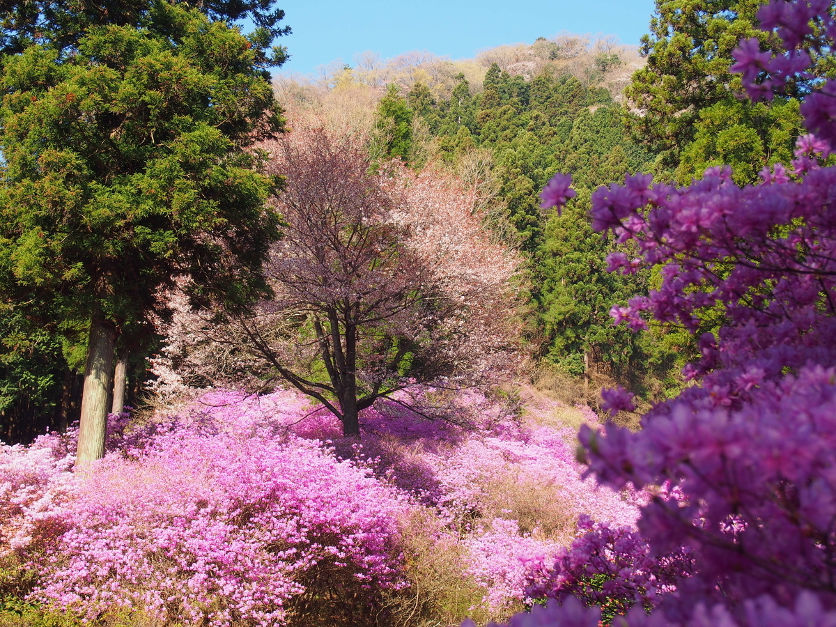 神秘。山採りミツバツツジ。 奥多摩】今熊山 ツツジに桜、花咲き乱れる信仰の山へ - ようこそ スラ男村