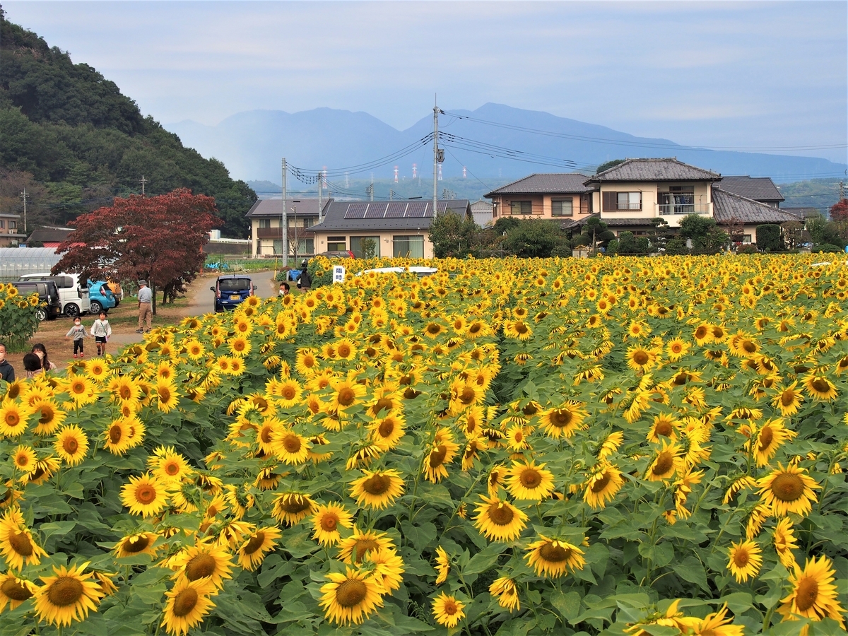 群馬】鹿田山 親子で探検！ひまわり畑と昆虫の森 - ようこそ スラ男村