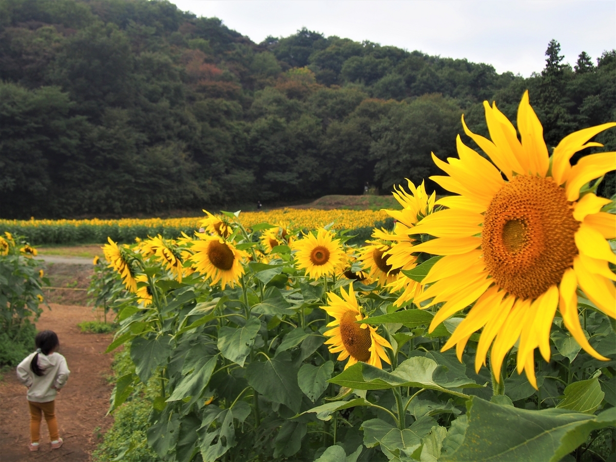 群馬】鹿田山 親子で探検！ひまわり畑と昆虫の森 - ようこそ スラ男村