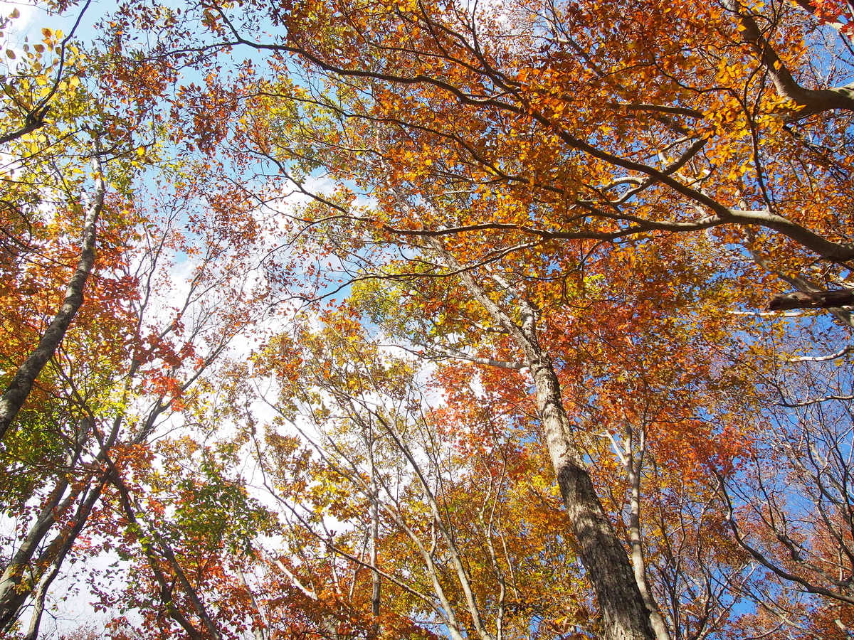 山梨】本社ヶ丸～三ツ峠山 紅葉と富士山の絶景縦走 - ようこそ スラ男村