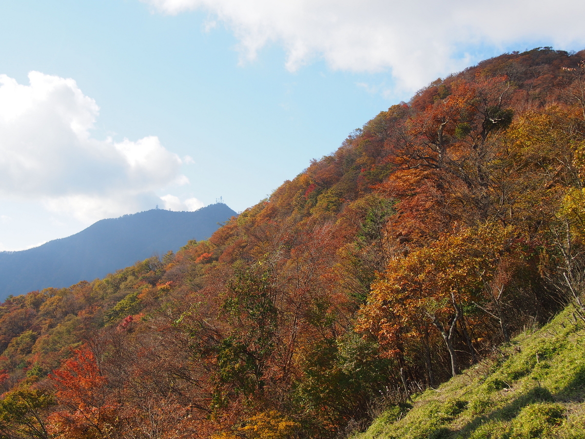 山採り 山もみじ 紅葉🍁の隙間から望む富士山🗻が美しい😍 📍新倉山浅間神社⛩️参道
