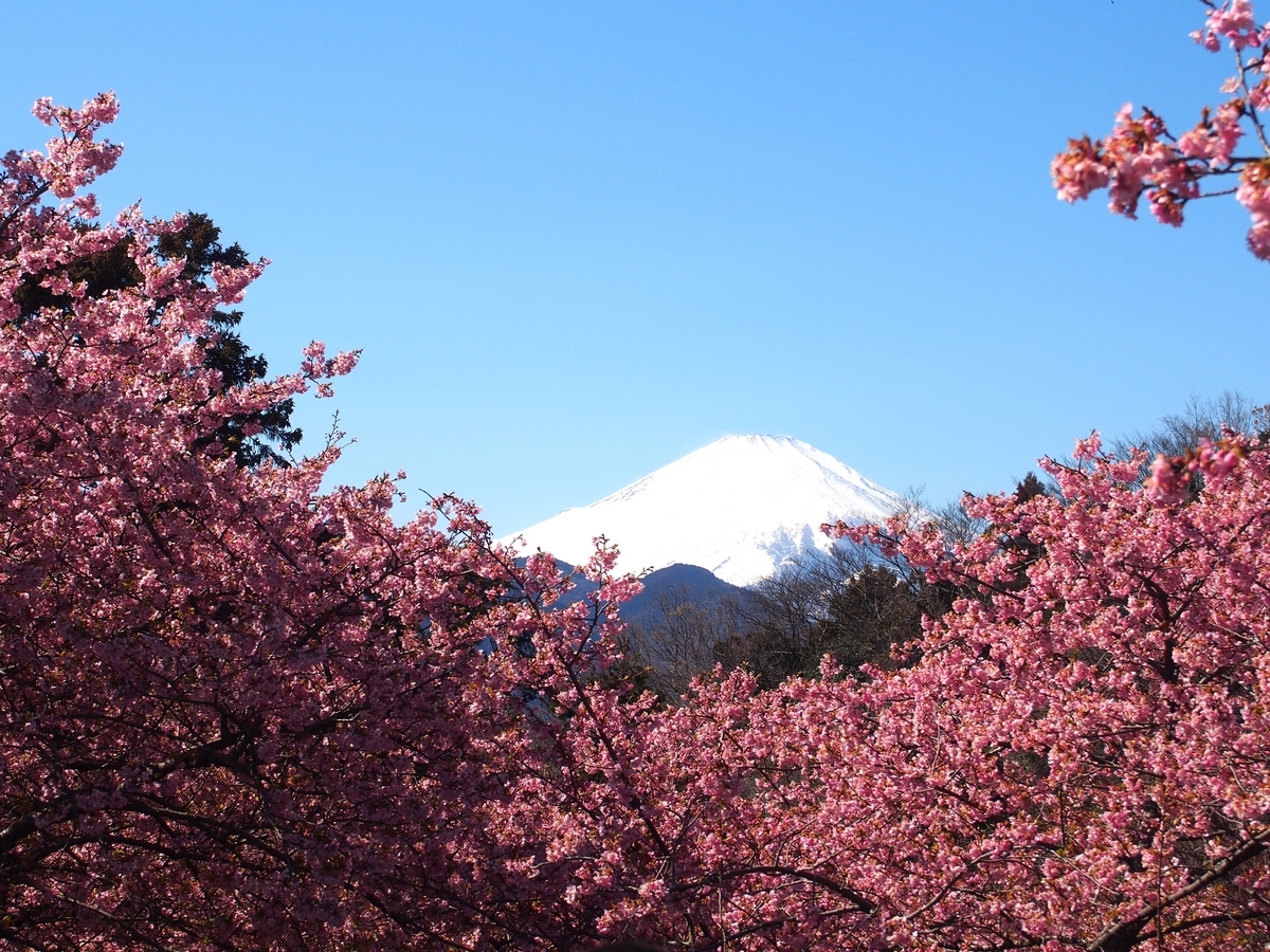 丹沢】松田山 圧巻の菜の花と河津桜、あぐりパーク嵯峨山苑へ