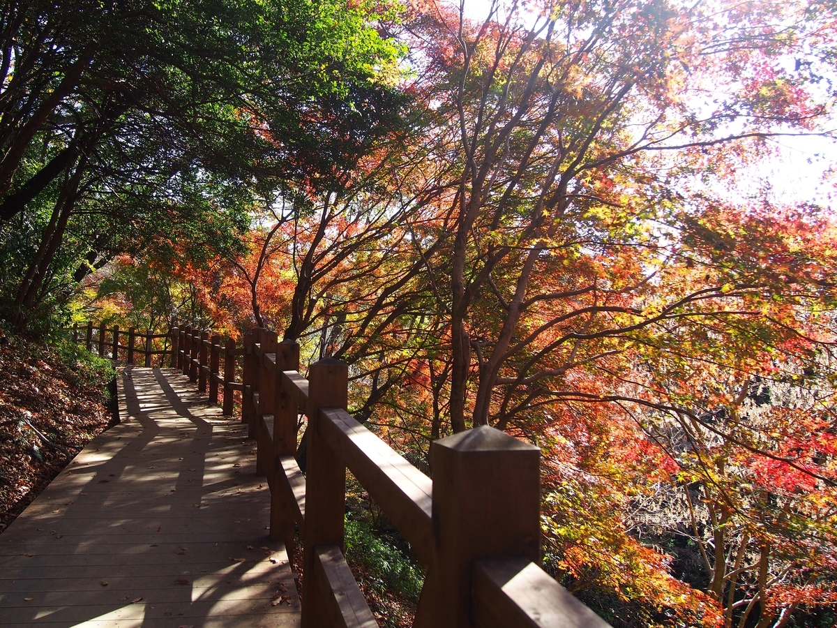 茨城】小町山 絶景のもみじ谷の紅葉と朝日峠展望公園 - ようこそ スラ男村