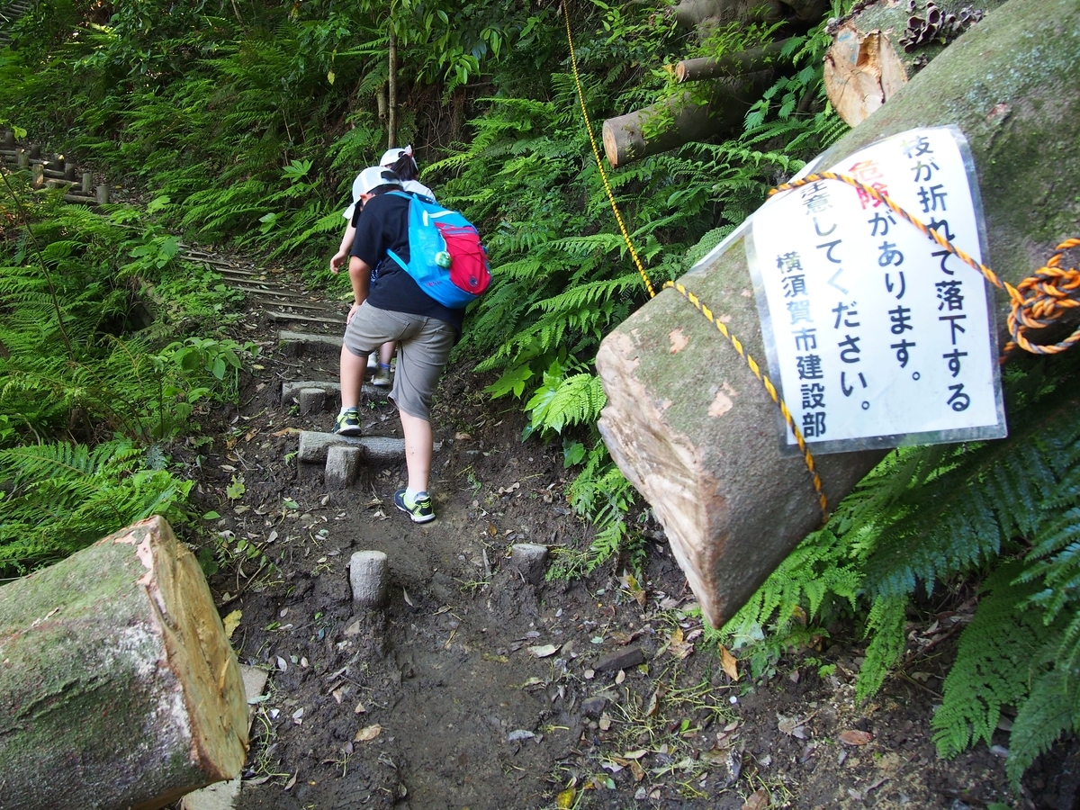 三浦】大楠山 山から海へ！花と新緑を楽しむ親子ハイク - ようこそ