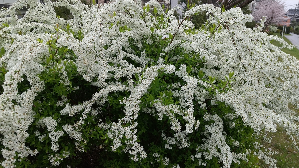 花散らしの雨 たくちょんのてくてくブログ