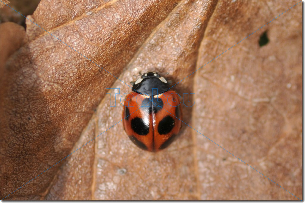 f:id:taabou20:20190801163348j:plain f:id:taabou20:20190801163348j:plain