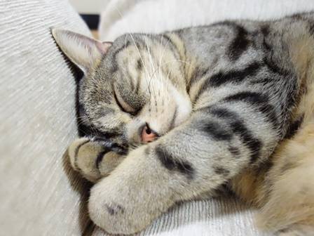 f:id:tabby0223:20180428001925j:plain f:id:tabby0223:20180428001925j:plain
