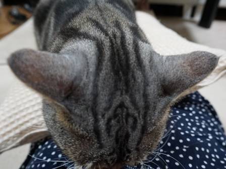 f:id:tabby0223:20180909214158j:plain f:id:tabby0223:20180909214158j:plain