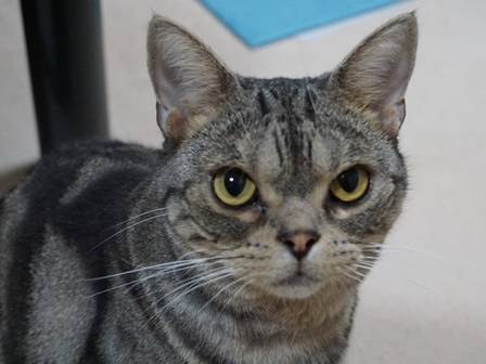 f:id:tabby0223:20180909214201j:plain f:id:tabby0223:20180909214201j:plain