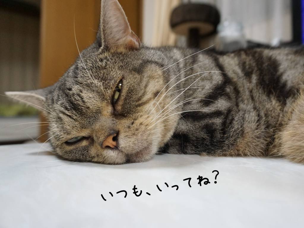 f:id:tabby0223:20210711222028j:plain