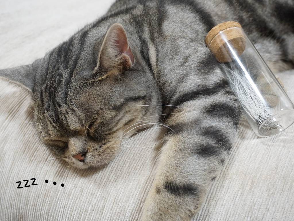 f:id:tabby0223:20210713225331j:plain