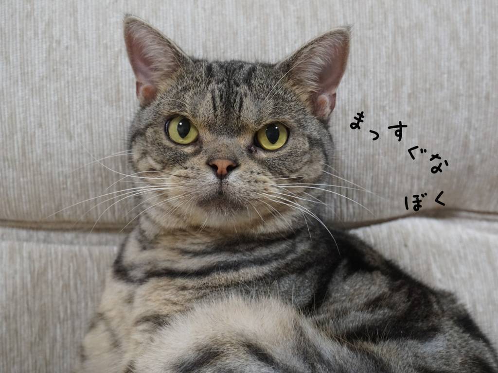 f:id:tabby0223:20210713231853j:plain