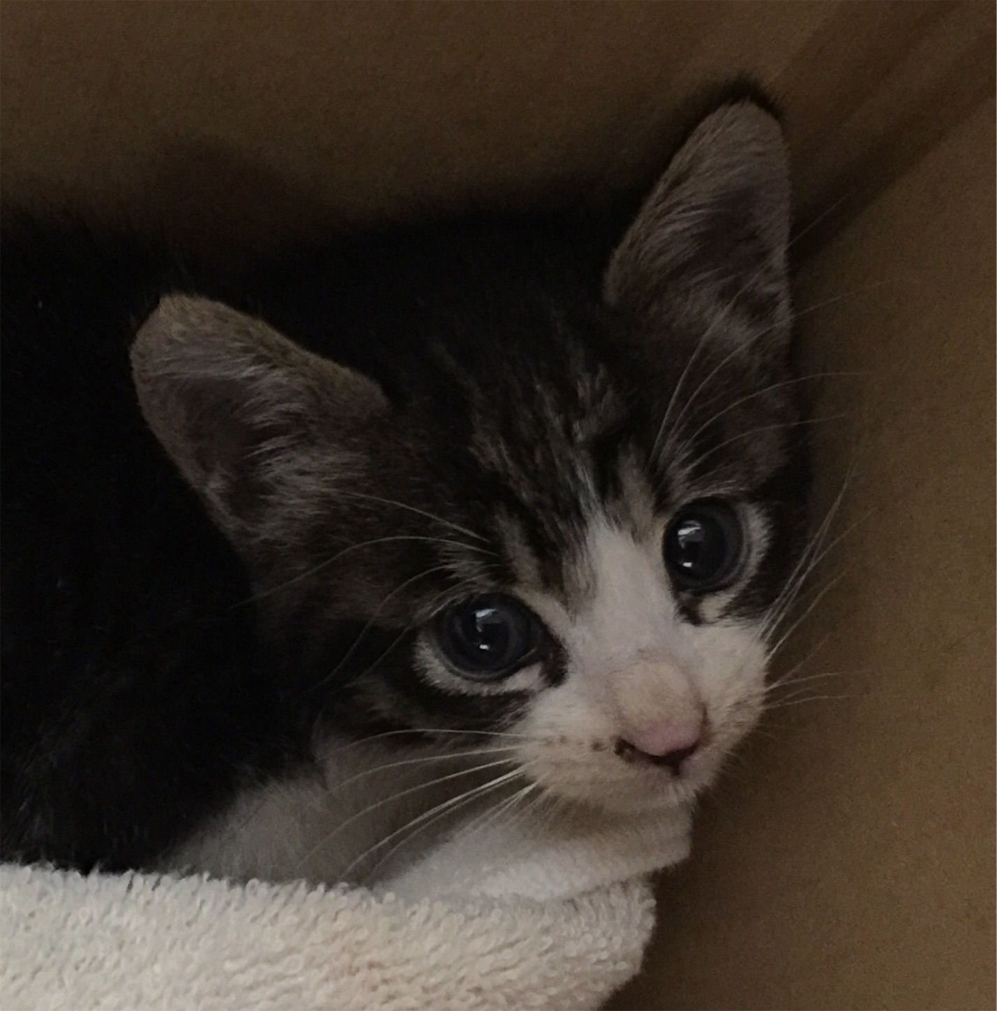 f:id:tabby2016:20160911131924j:image