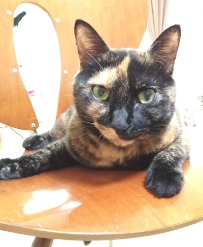 f:id:tabbyandmarble:20170704072634p:plain f:id:tabbyandmarble:20170704072634p:plain