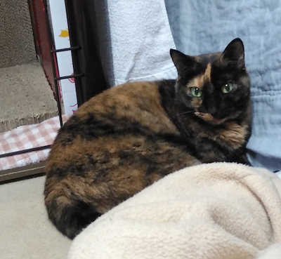 f:id:tabbyandmarble:20180119011714p:plain f:id:tabbyandmarble:20180119011714p:plain
