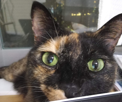 f:id:tabbyandmarble:20180626072857p:plain f:id:tabbyandmarble:20180626072857p:plain