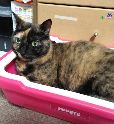 f:id:tabbyandmarble:20180704074819p:plain f:id:tabbyandmarble:20180704074819p:plain
