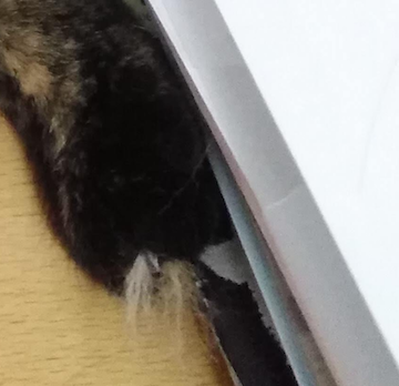 f:id:tabbyandmarble:20180709084408p:plain f:id:tabbyandmarble:20180709084408p:plain