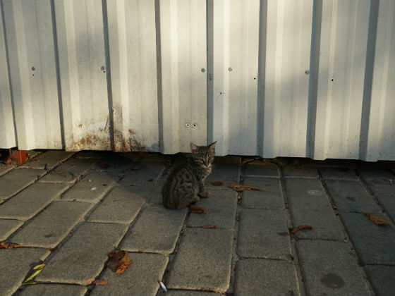 f:id:tabbythecat:20190330193201j:plain