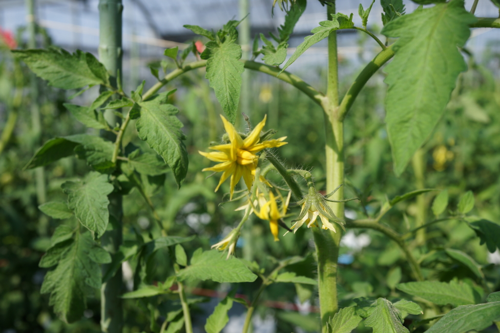 f:id:tabearukist:20151017232648j:plain