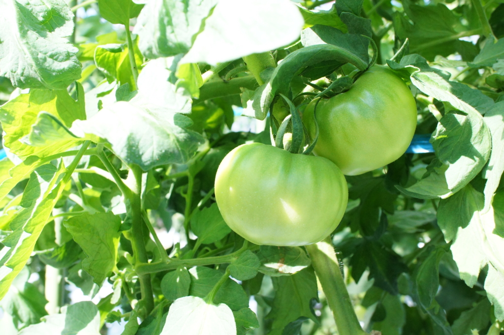 f:id:tabearukist:20151028003411j:plain