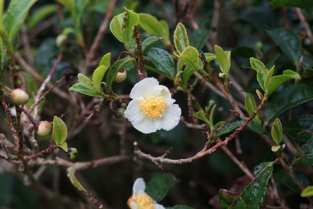 f:id:tabearukist:20151028234525j:plain