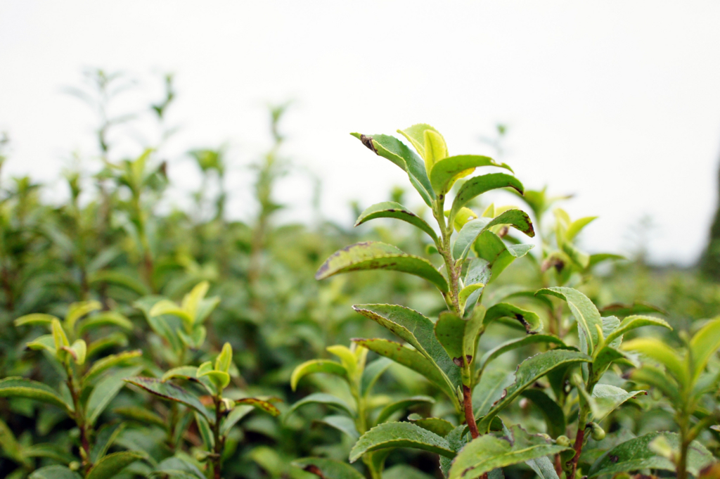 f:id:tabearukist:20151028234624j:plain