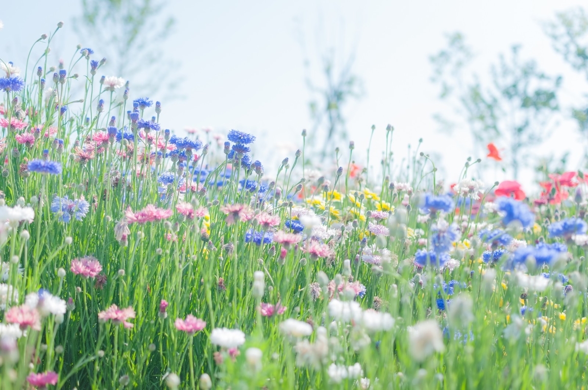 f:id:taberu_happy:20191206183600j:plain f:id:taberu_happy:20191206183600j:plain