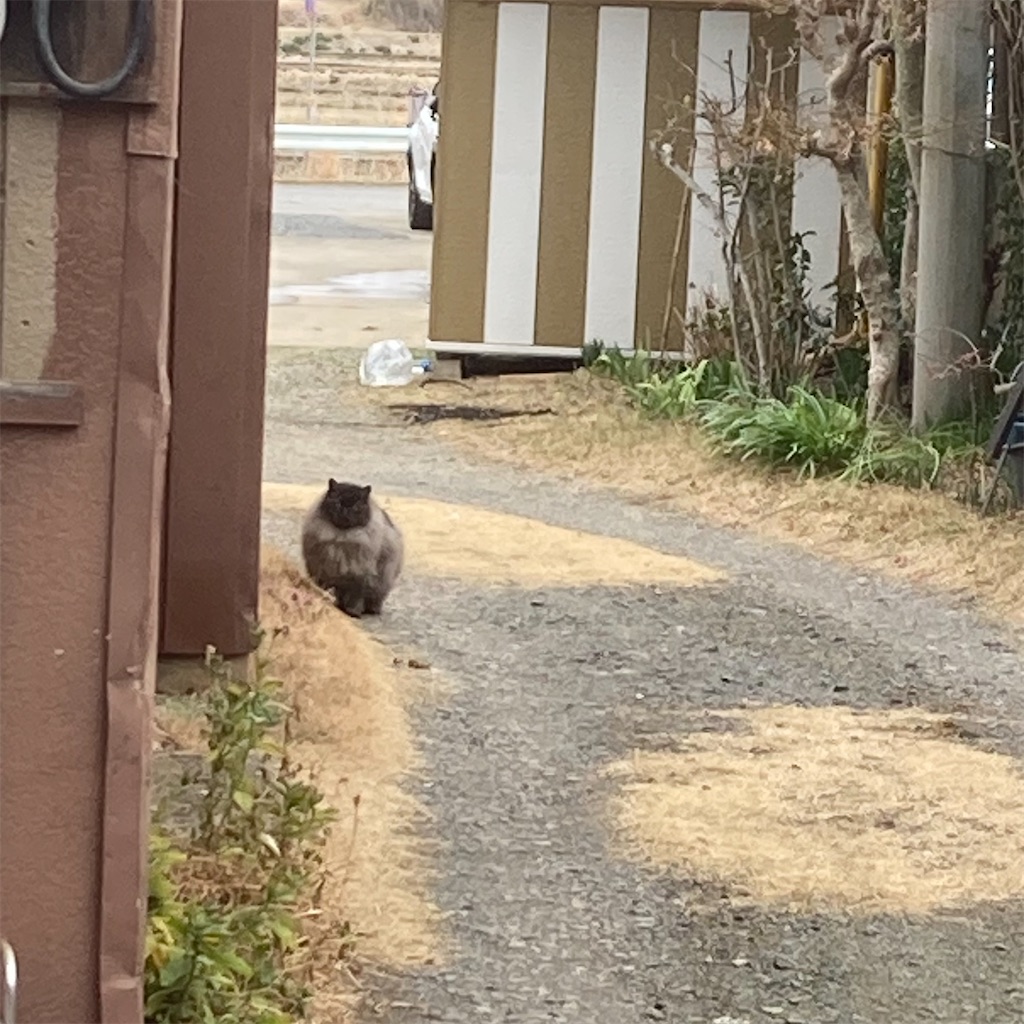 f:id:taberukai:20250308204651j:image