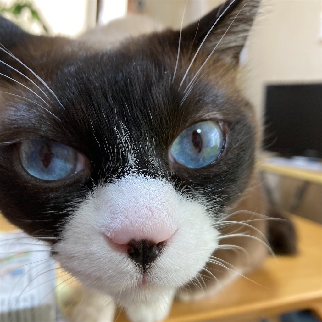 f:id:taberukai:20250504204048j:image f:id:taberukai:20250504204048j:image