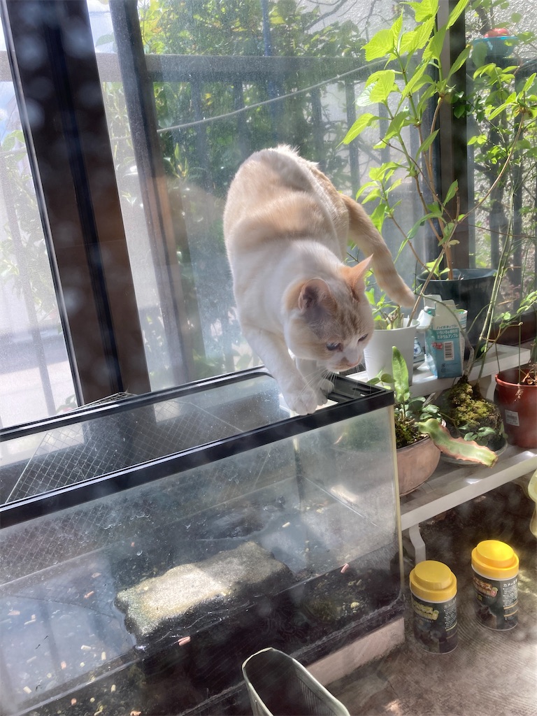 f:id:taberukai:20250505235751j:image f:id:taberukai:20250505235751j:image