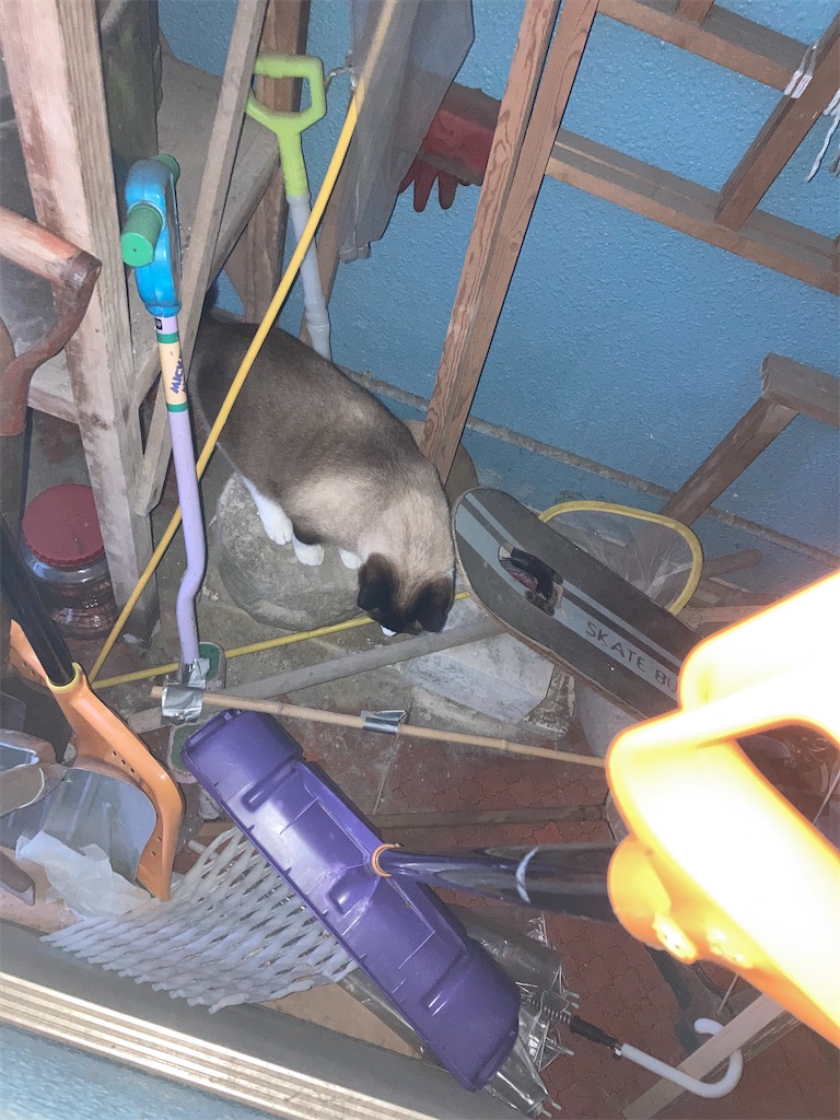 f:id:taberukai:20250505235754j:image f:id:taberukai:20250505235754j:image