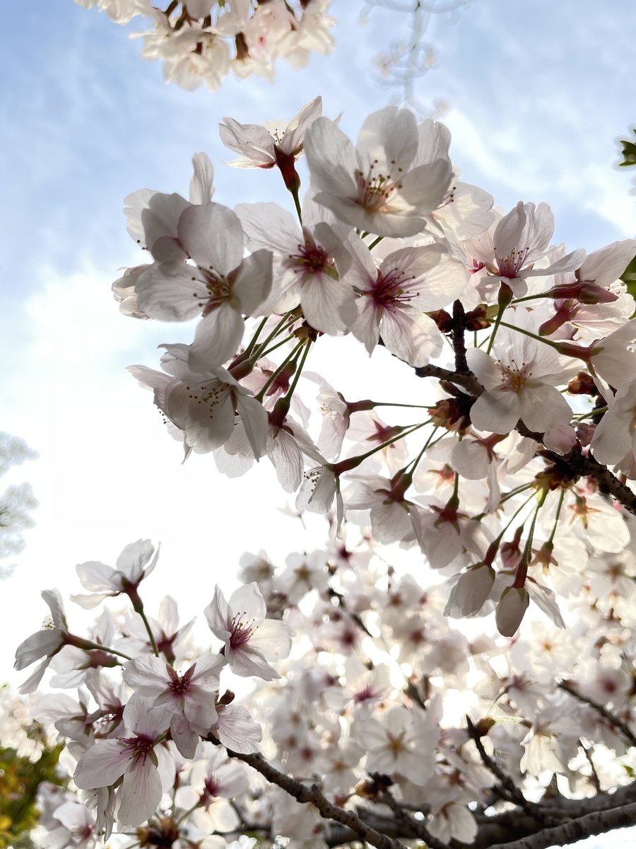 f:id:taberumegane:20210328145219j:plain