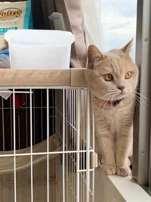 飼いやすい ブリティッシュショートヘアの性格と魅力 たびバロ