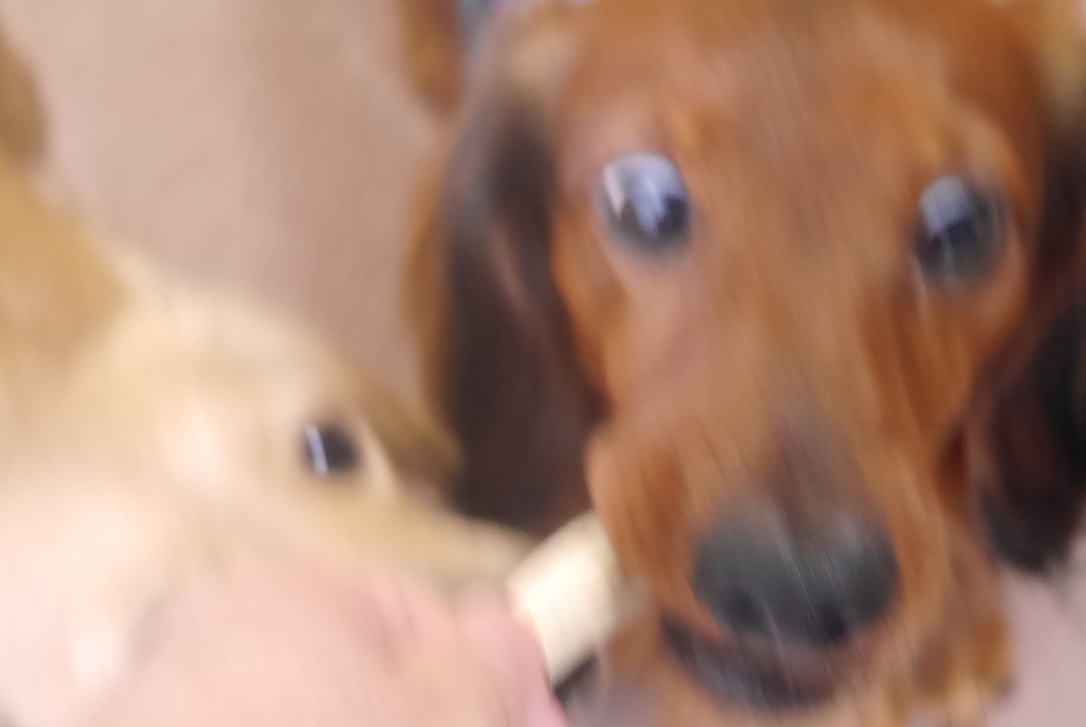 鹿の角に大はしゃぎ 購入レビュー イチカワクリーニング あすれん 多頭飼い主の犬ブログ 時々 西武ライオンズ たまにレビュー