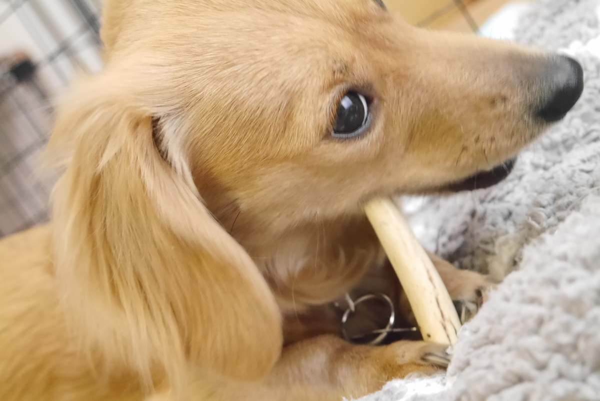 鹿の角に大はしゃぎ 購入レビュー イチカワクリーニング あすれん 多頭飼い主の犬ブログ 時々 西武ライオンズ たまにレビュー