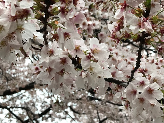 f:id:tabi007:20170412192701j:plain