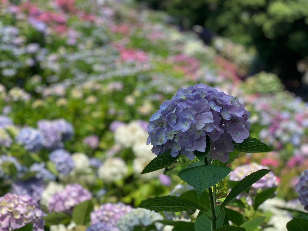 f:id:tabi_jyo_1999:20210620120659j:image