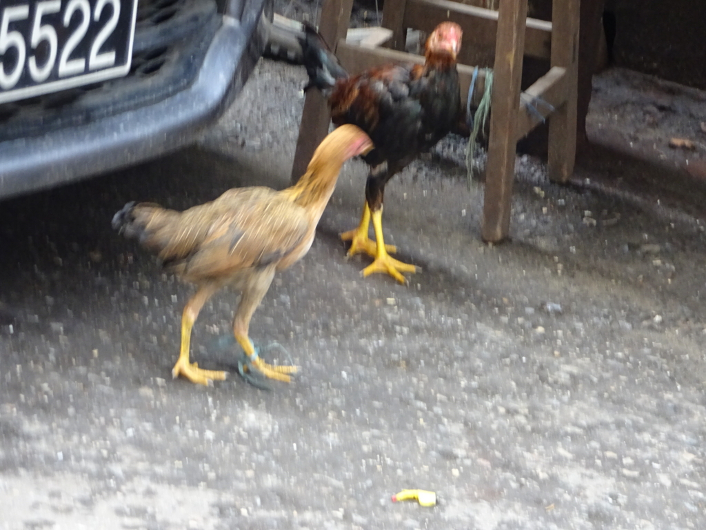 ミャンマーよもやま情報局