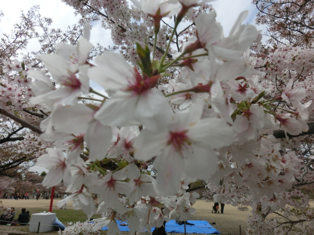 f:id:tabibitokun:20190611164058j:plain f:id:tabibitokun:20190611164058j:plain