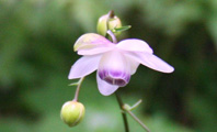 f:id:tabicafe:20200416145459j:plain f:id:tabicafe:20200416145459j:plain